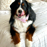 Bernese mountain dog on a bed wearing the Foggy Dog Dog Bandana in Thistle Gingham