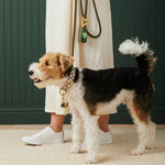 Wire-haired terrier on an olive Foggy Dog leash with a matching poop bag holder