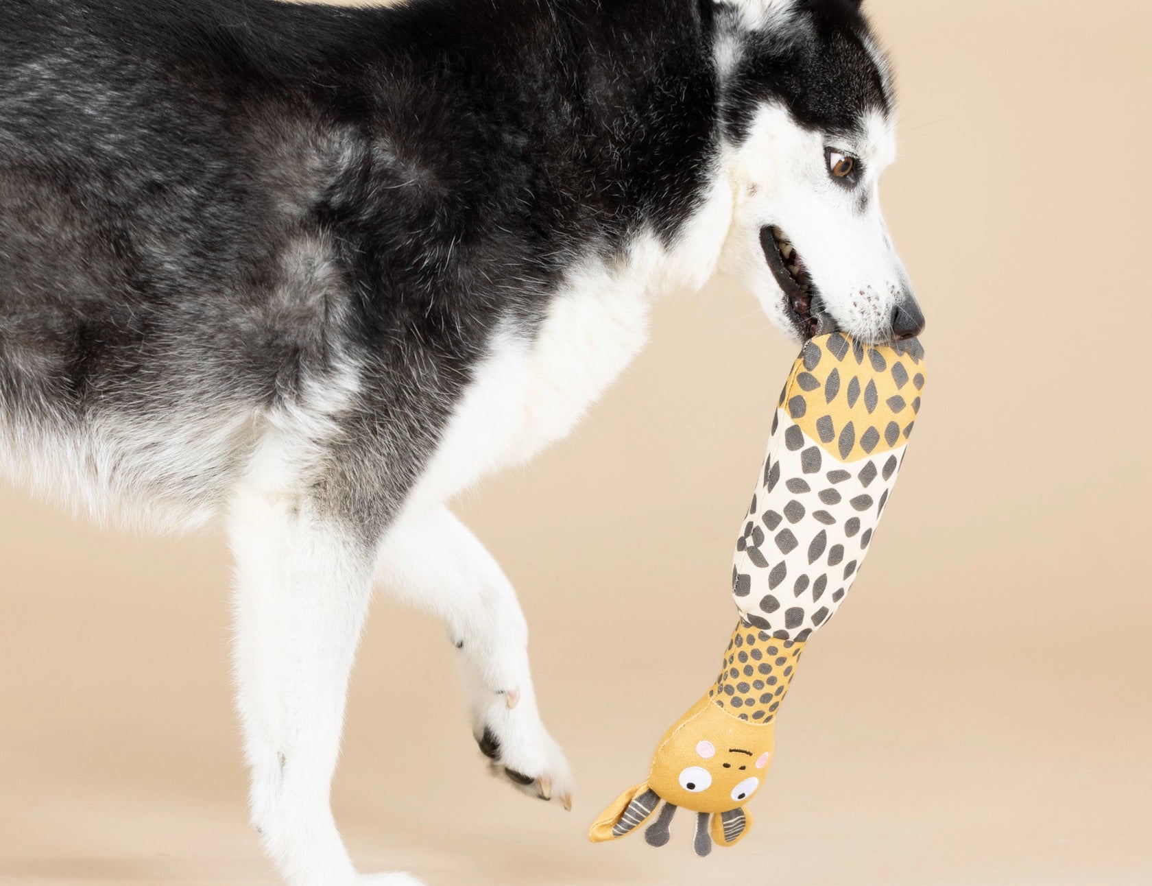 Husky carrying the Fringe Studio High There giraffe canvas dog toy