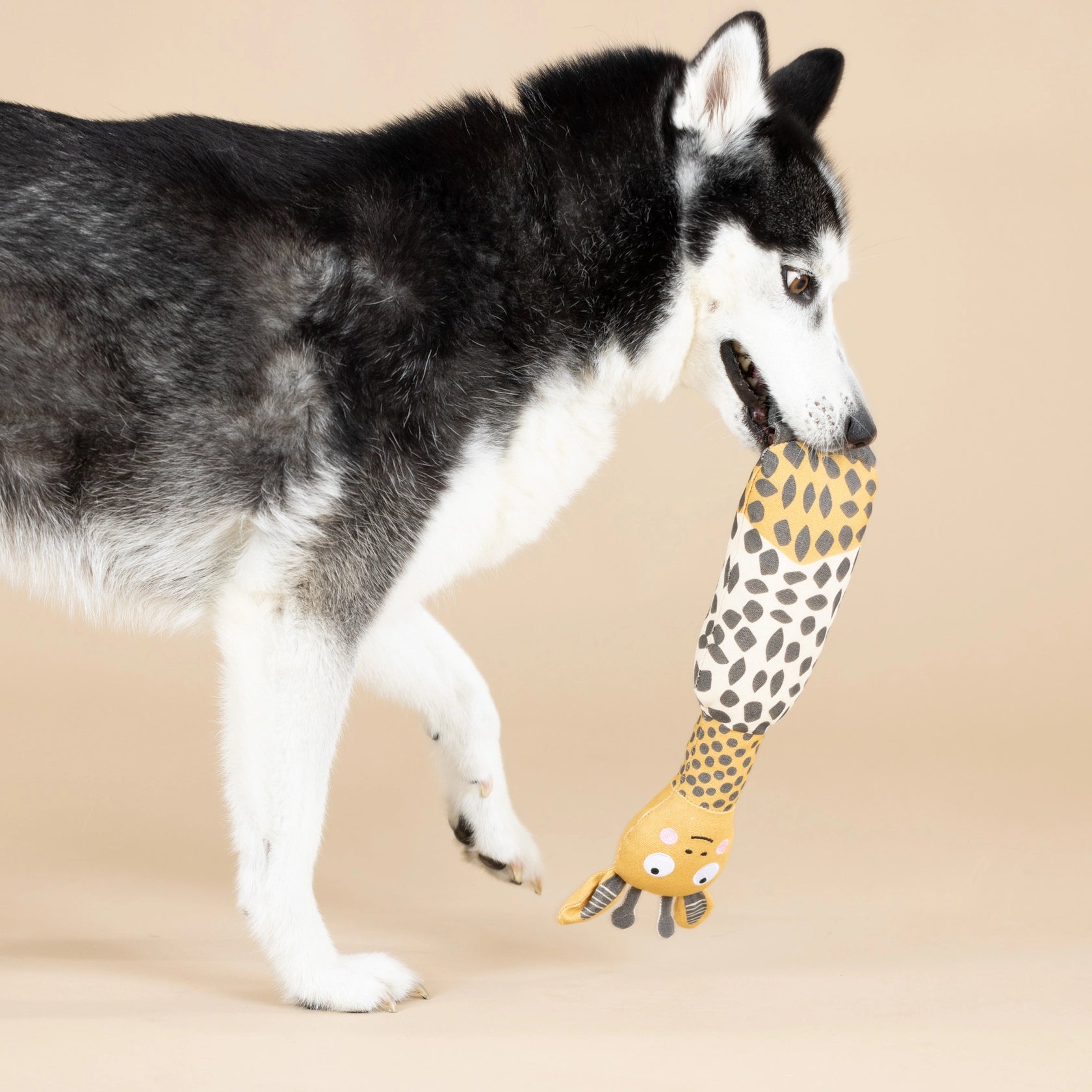 Husky carrying the Fringe Studio High There giraffe canvas dog toy