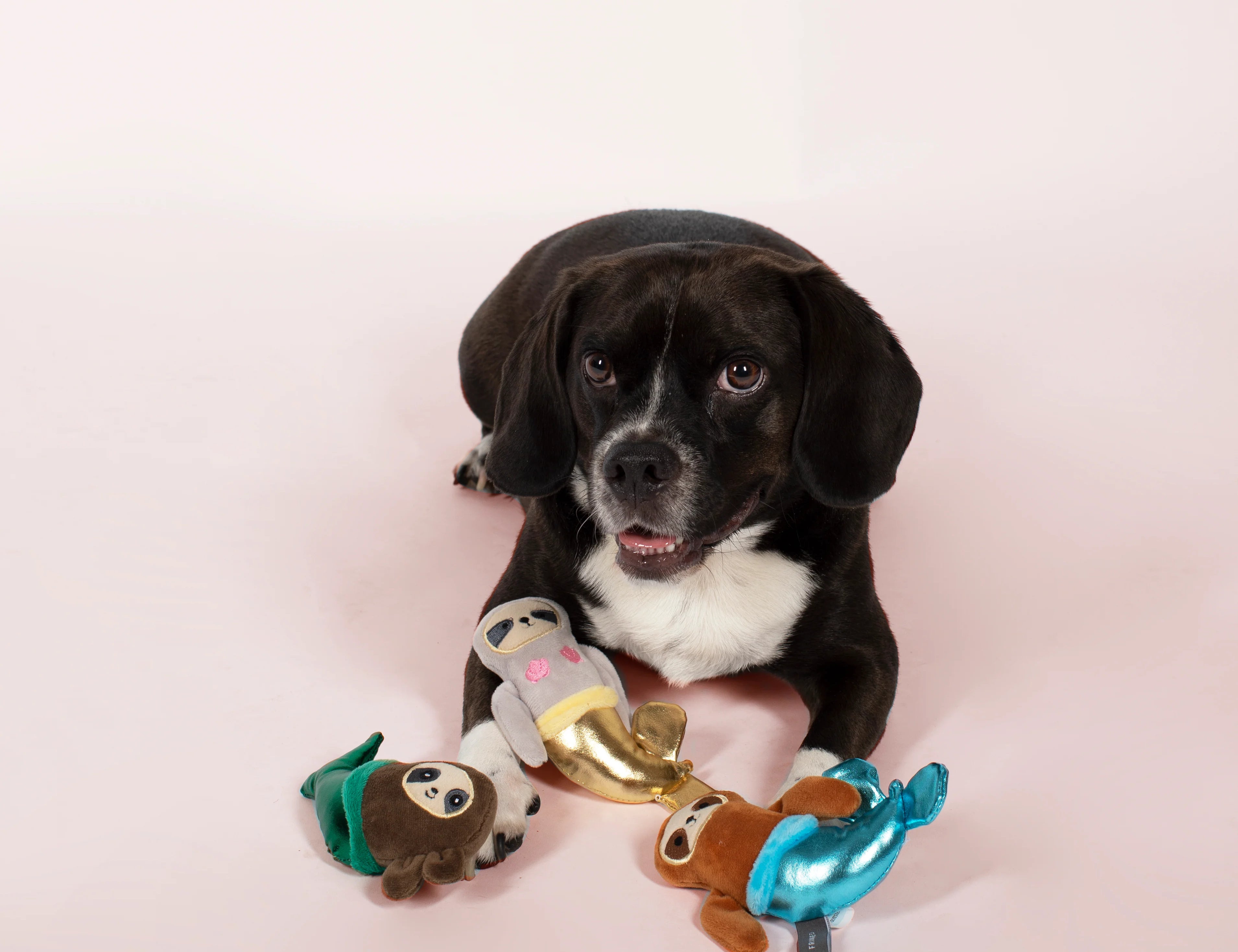 Black and white spaniel lying with the Fringe Studio Mersloth plush dog toys on a pink background