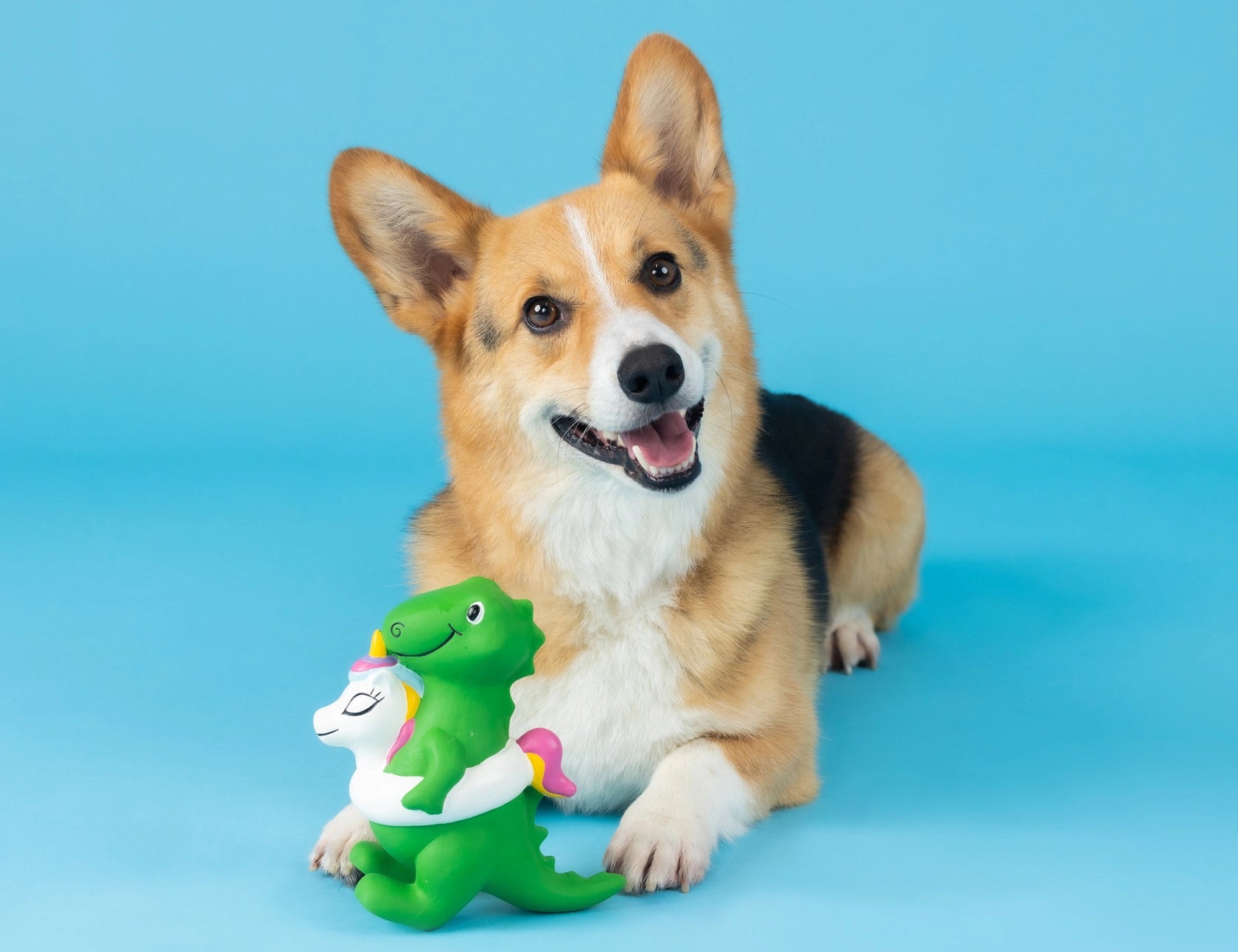 Corgi lying on a blue background with the Fringe Studio Pool Side Rex Latex Dog Toy