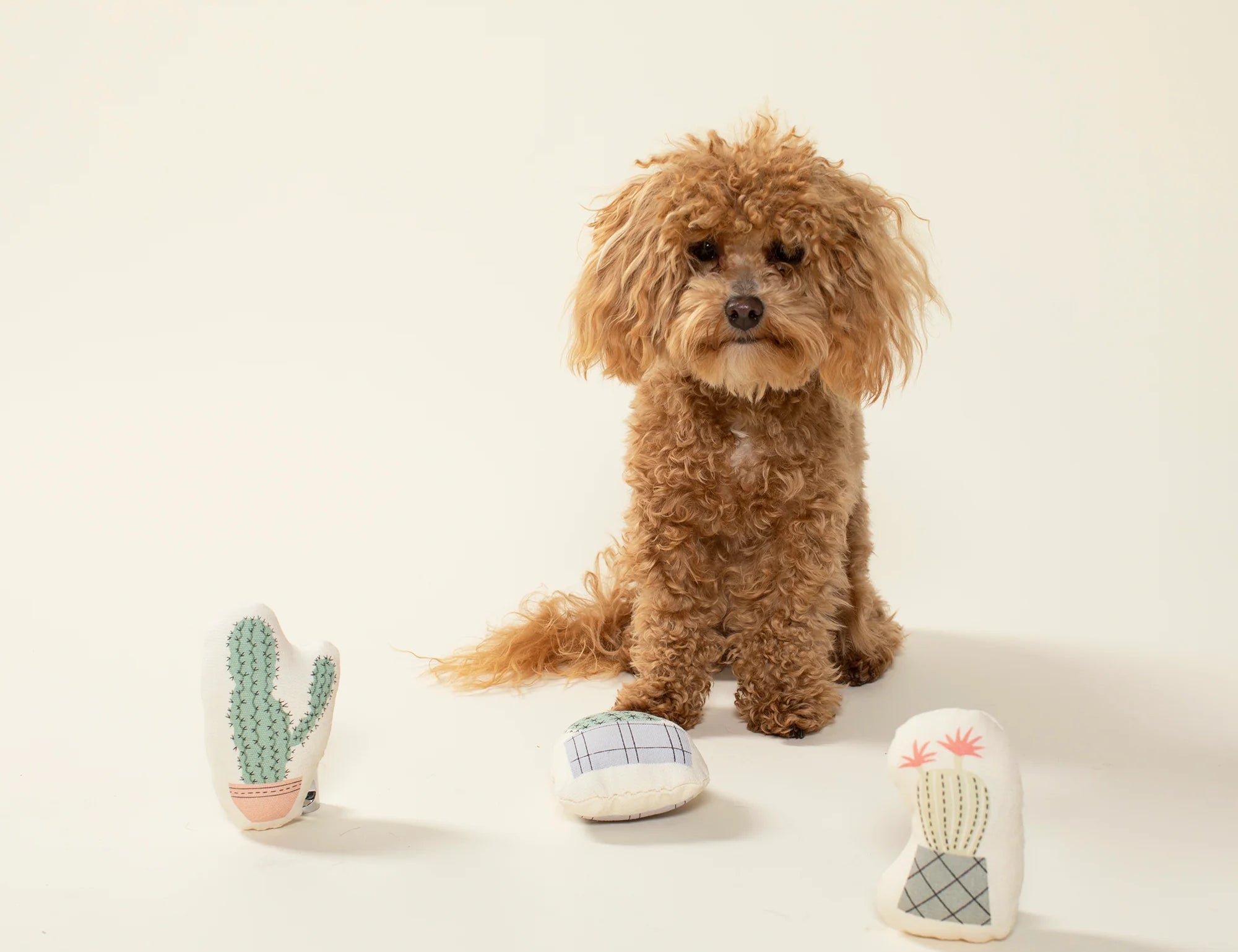 Small brown poodle sitting beside three Fringe Studio Potted Cactus Mini Dog Toys