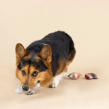 Fringe Studio Rain or Shine Mini Dog Toy Set, a corgi lying down chewing the plush cloud toy