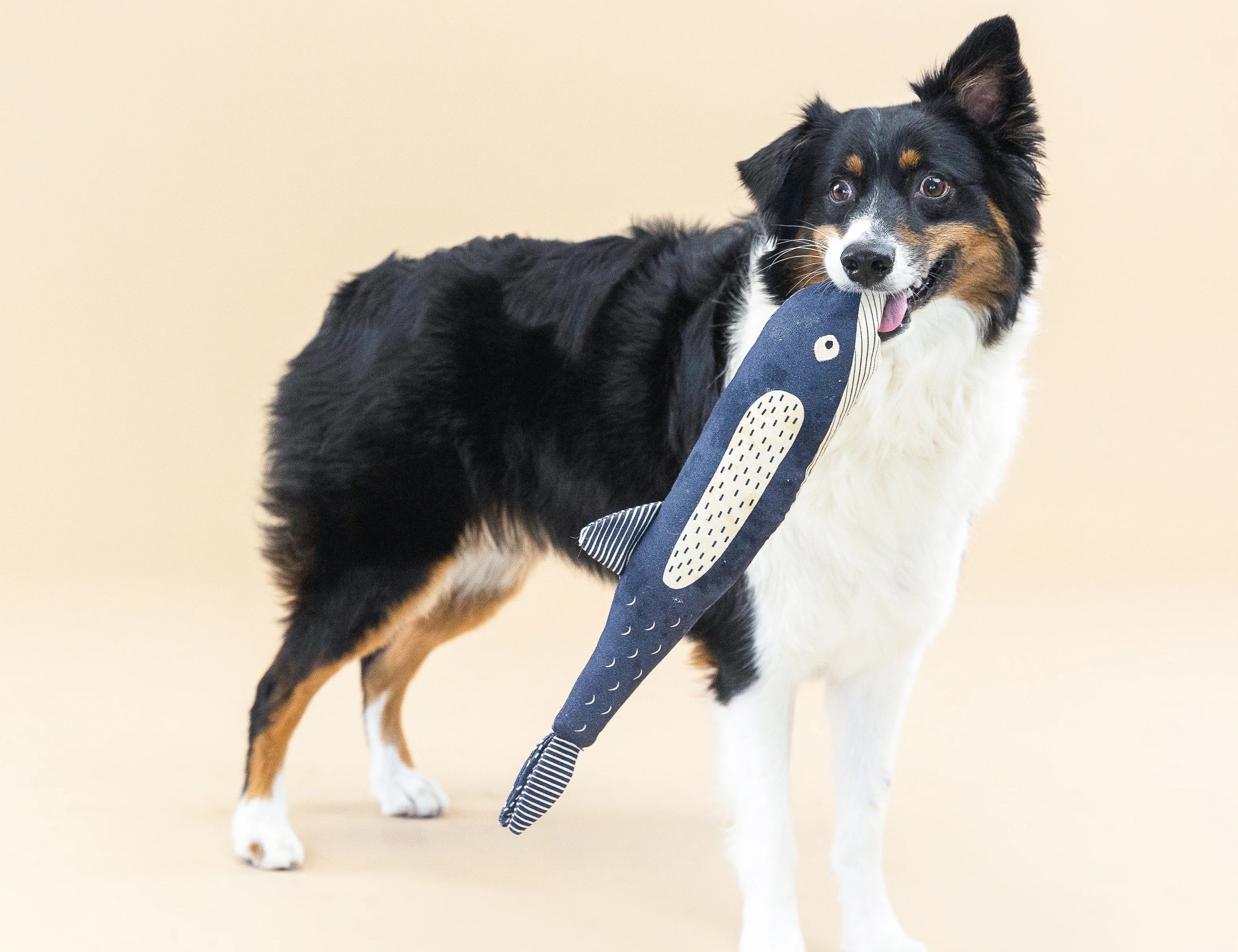 Border collie carrying the Fringe Studio There She Blows whale canvas dog toy