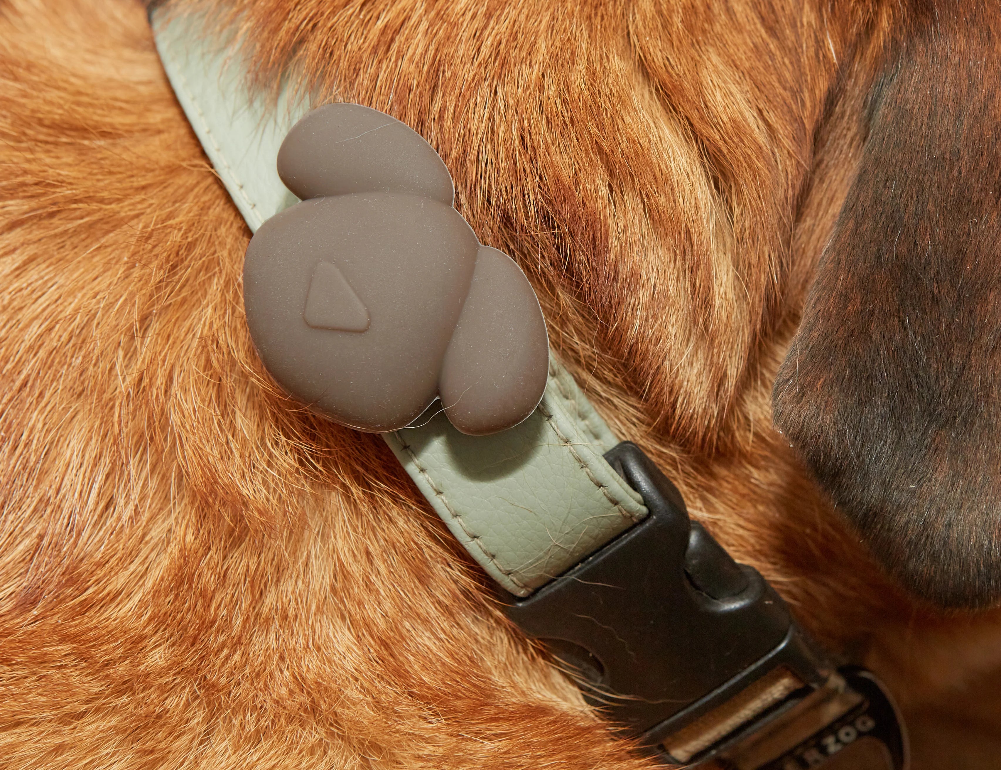 Kikkerland Kobe Air Tag Holder attached to a dog's collar, close-up