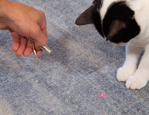 Hand pointing the Kikkerland Laser Pointer at a rug while a black and white cat chases the dot
