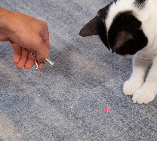 Hand pointing the Kikkerland Laser Pointer at a rug while a black and white cat chases the dot