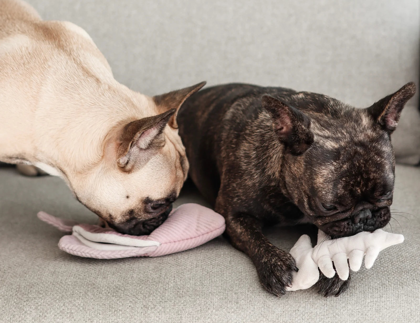 Lambwolf Collective Angel Fish Dog Toy in pink, a French bulldog sniffing for treats hidden inside