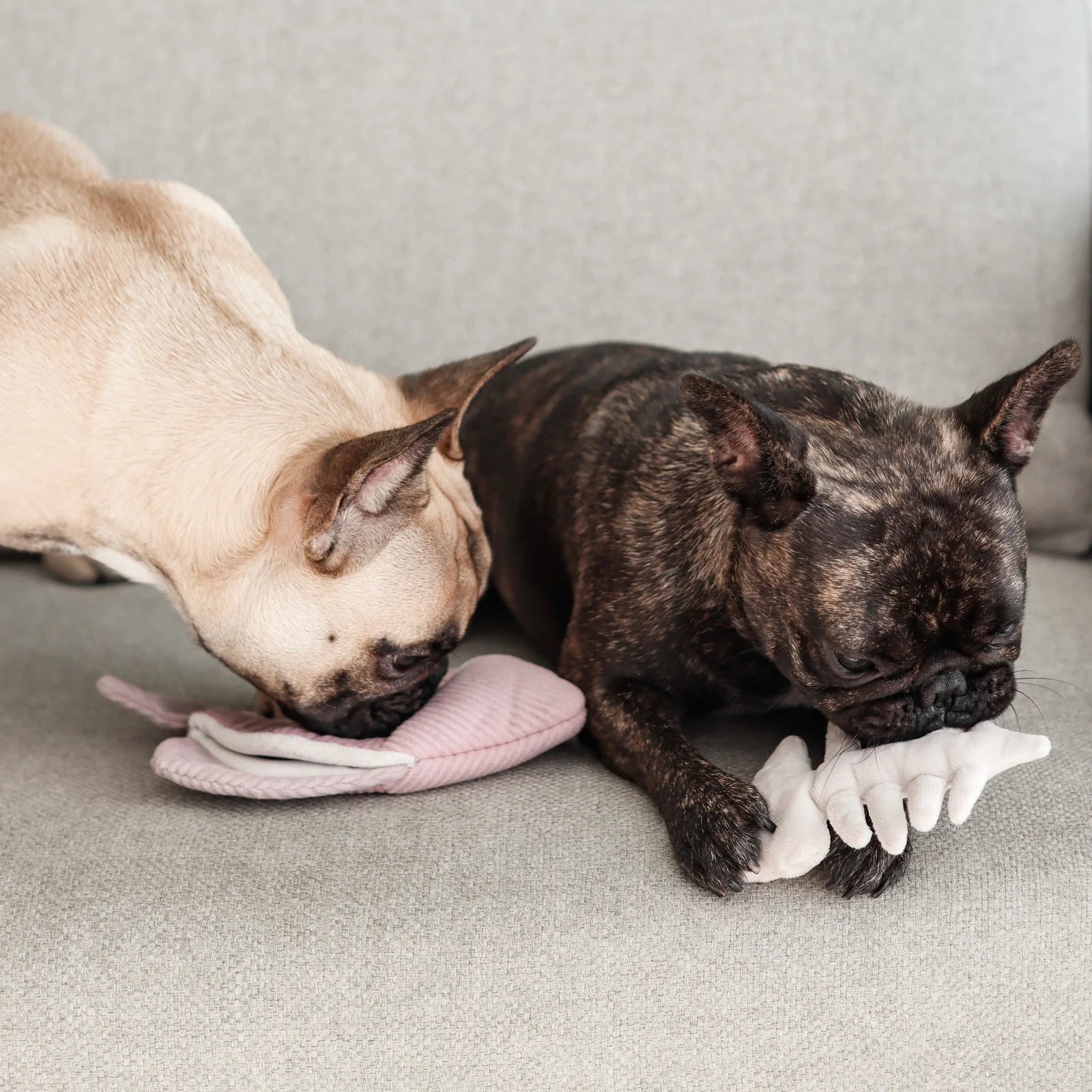Lambwolf Collective Angel Fish Dog Toy in pink, a French bulldog sniffing for treats hidden inside