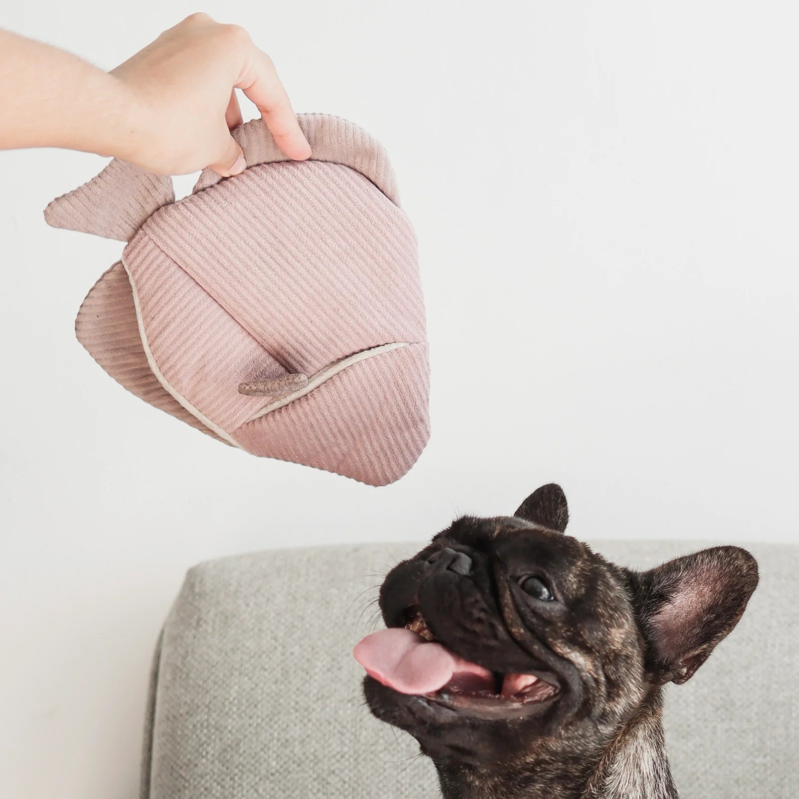 Lambwolf Collective Angel Fish Dog Toy in pink held above a brindle French bulldog looking up