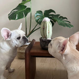 Two French bulldogs sniffing the Lambwolf Collective Cactus Dog Toy on a side table beside a plant