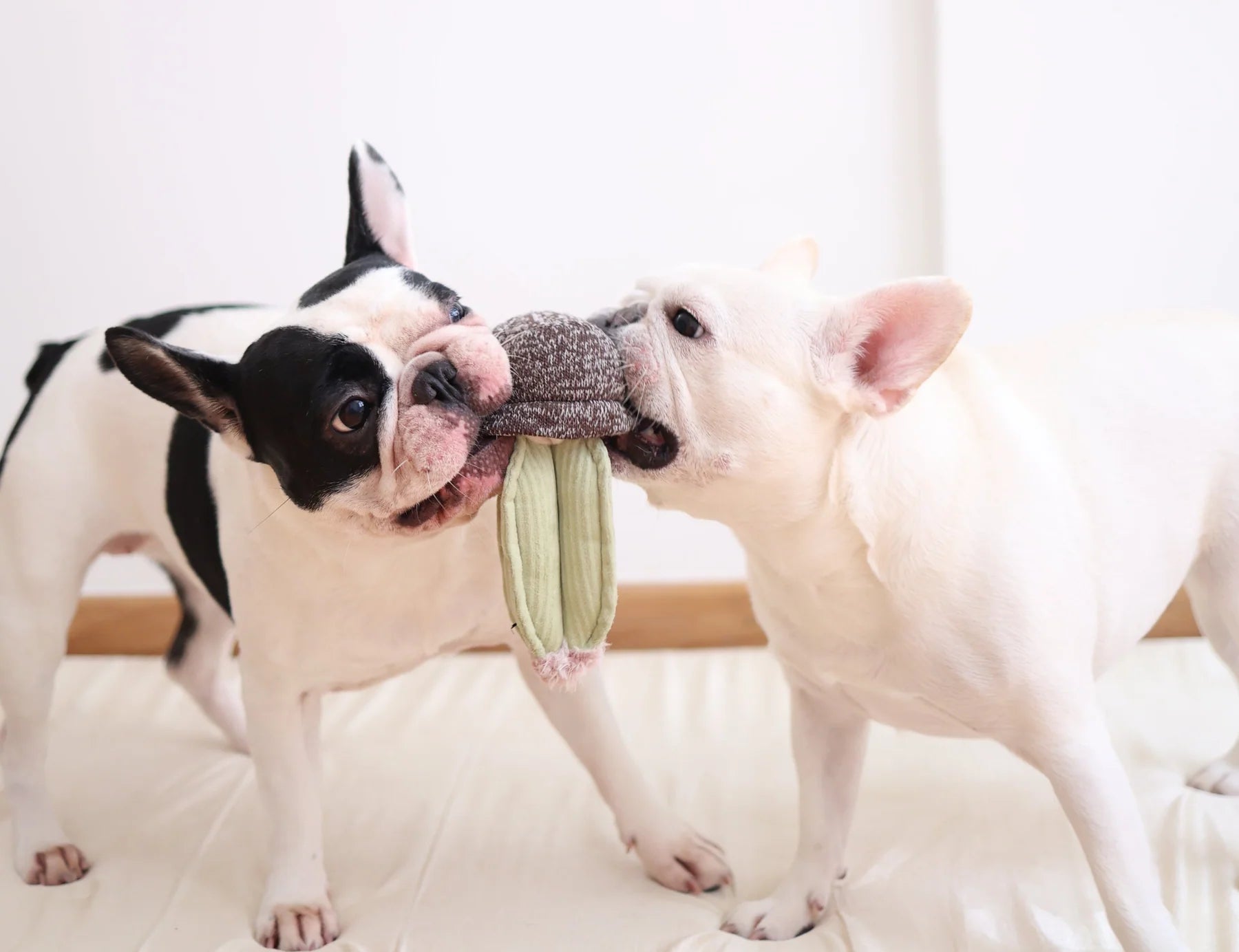 Two French bulldogs tugging on the Lambwolf Collective Cactus Dog Toy