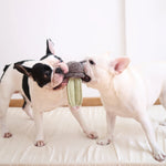 Two French bulldogs tugging on the Lambwolf Collective Cactus Dog Toy