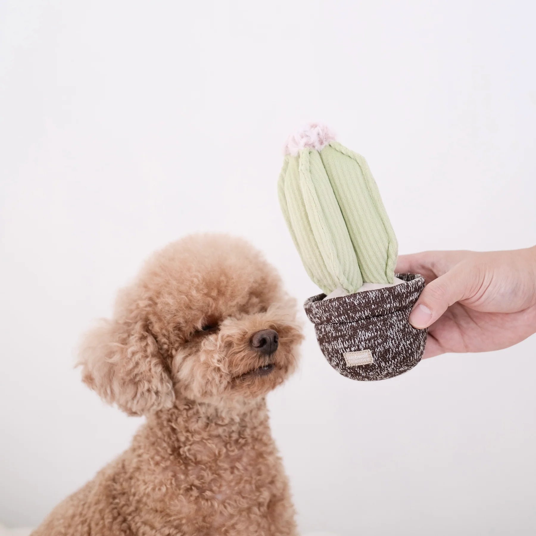 Hand offering the Lambwolf Collective Cactus Dog Toy to a curly-haired poodle