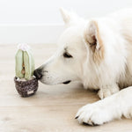 White fluffy dog sniffing the Lambwolf Collective Cactus Dog Toy on a wood floor