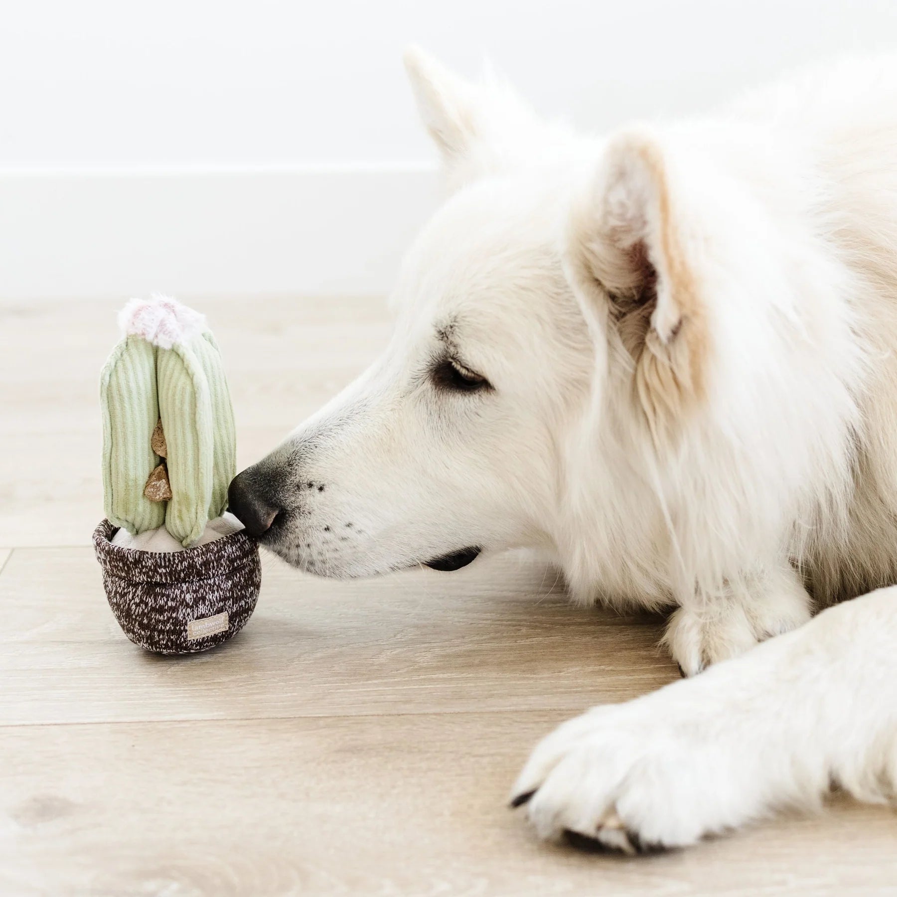 White fluffy dog sniffing the Lambwolf Collective Cactus Dog Toy on a wood floor