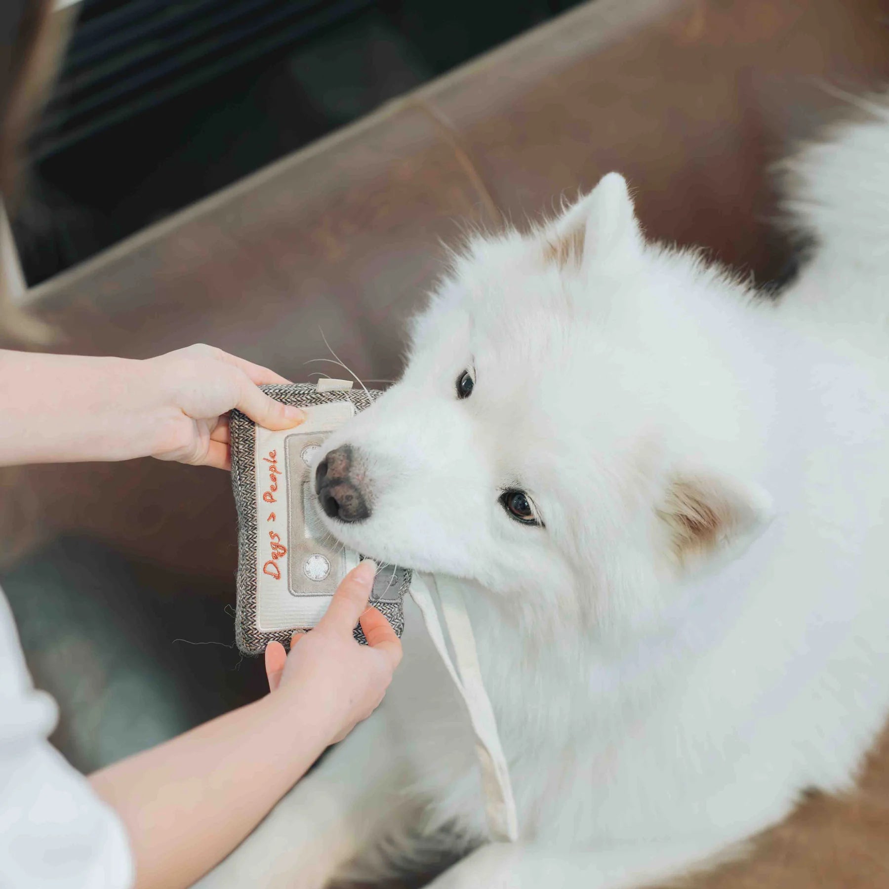 Samoyed dog gently taking the Lambwolf Collective Cassette Dog Toy from a hand