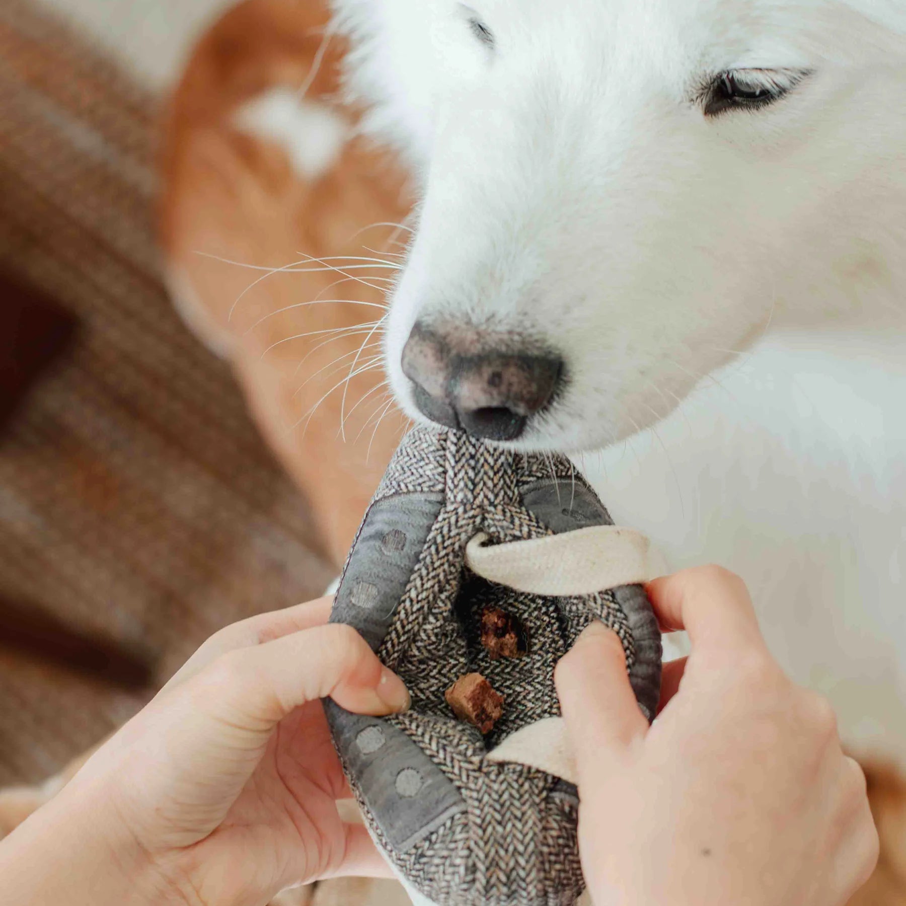 Hands tucking treats into the Lambwolf Collective Cassette Dog Toy as a white dog sniffs it
