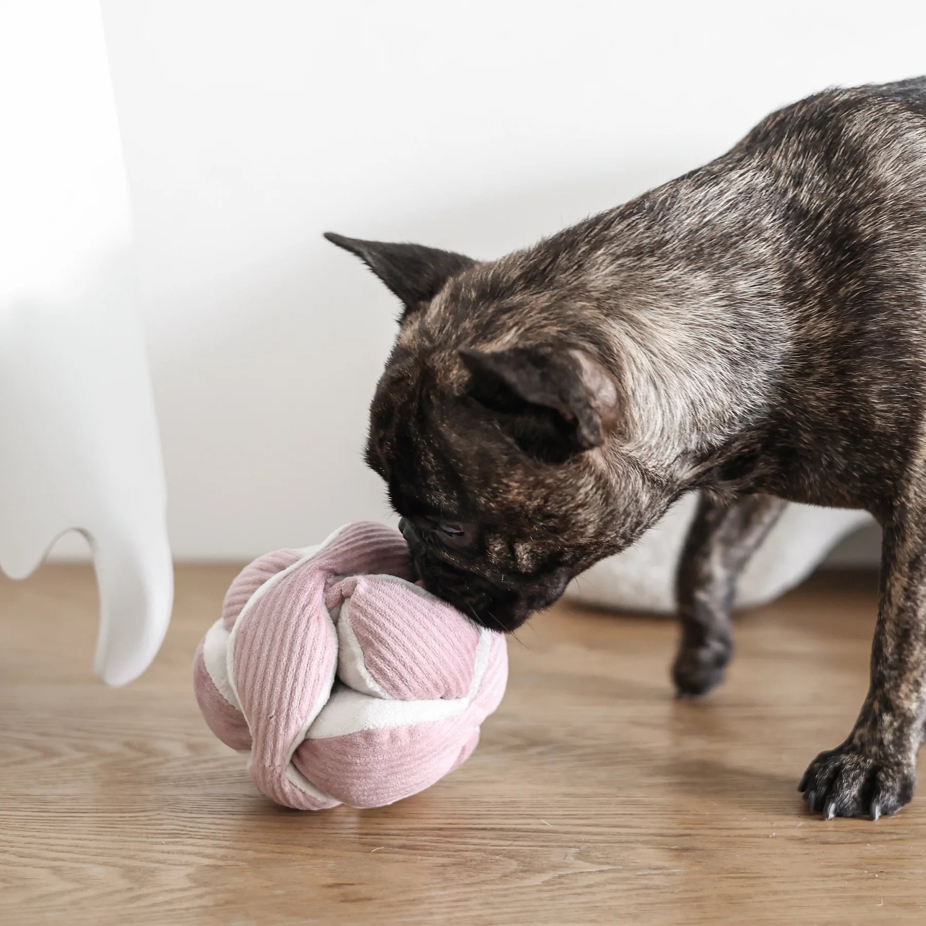 Brindle dog sniffing treats hidden in the Lambwolf Collective Monti Enrichment Dog Toy in Pink