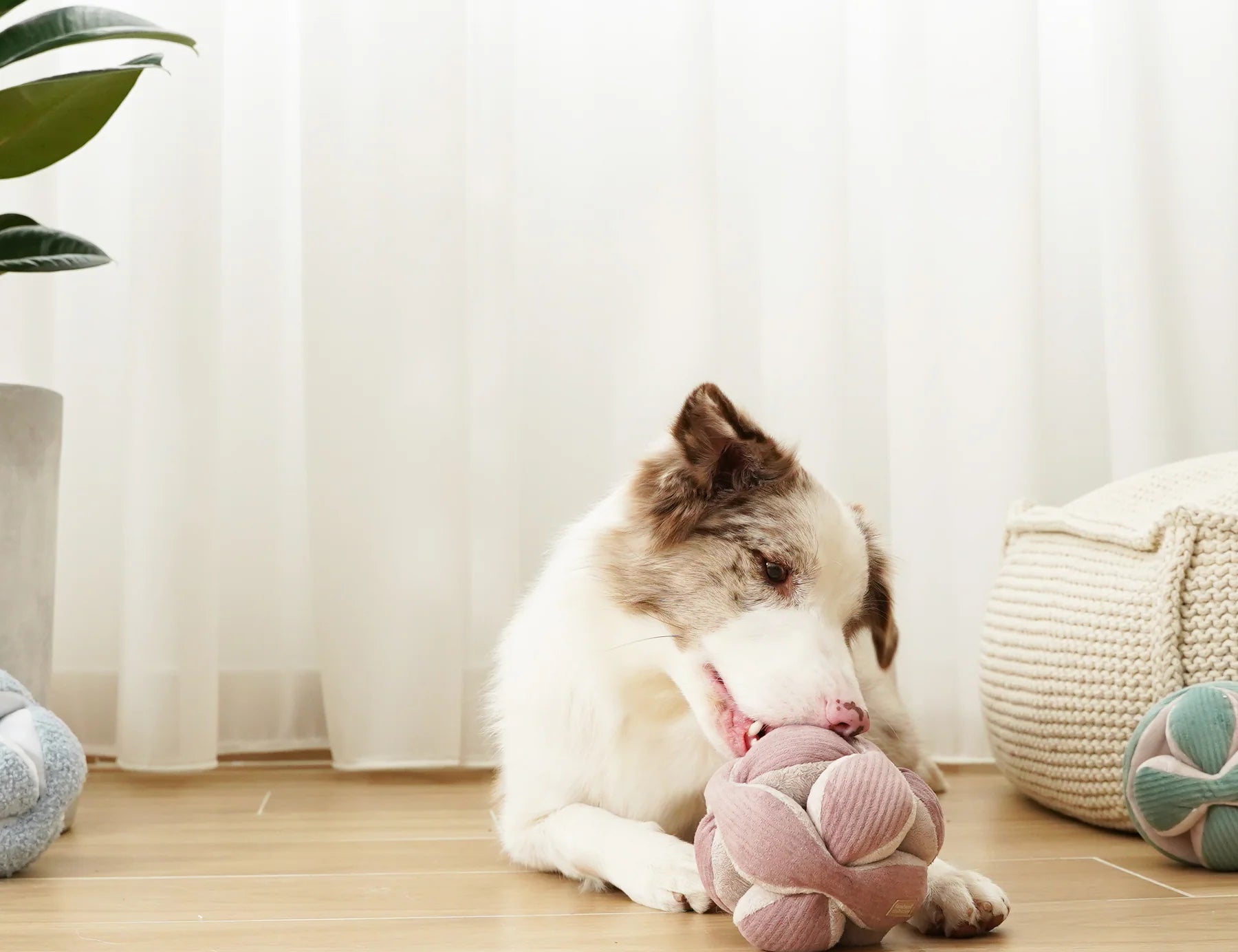 Border collie chewing the Lambwolf Collective Monti Enrichment Dog Toy in Pink on a wood floor