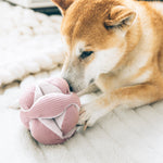 Shiba Inu chewing the Lambwolf Collective Monti Enrichment Dog Toy in Pink on a knit blanket