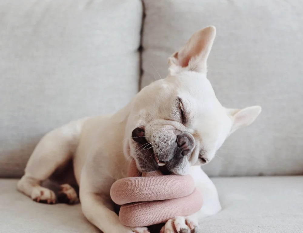French bulldog resting its chin on the Lambwolf Collective Nounou Dogwood Squeakers Dog Toy on a couch