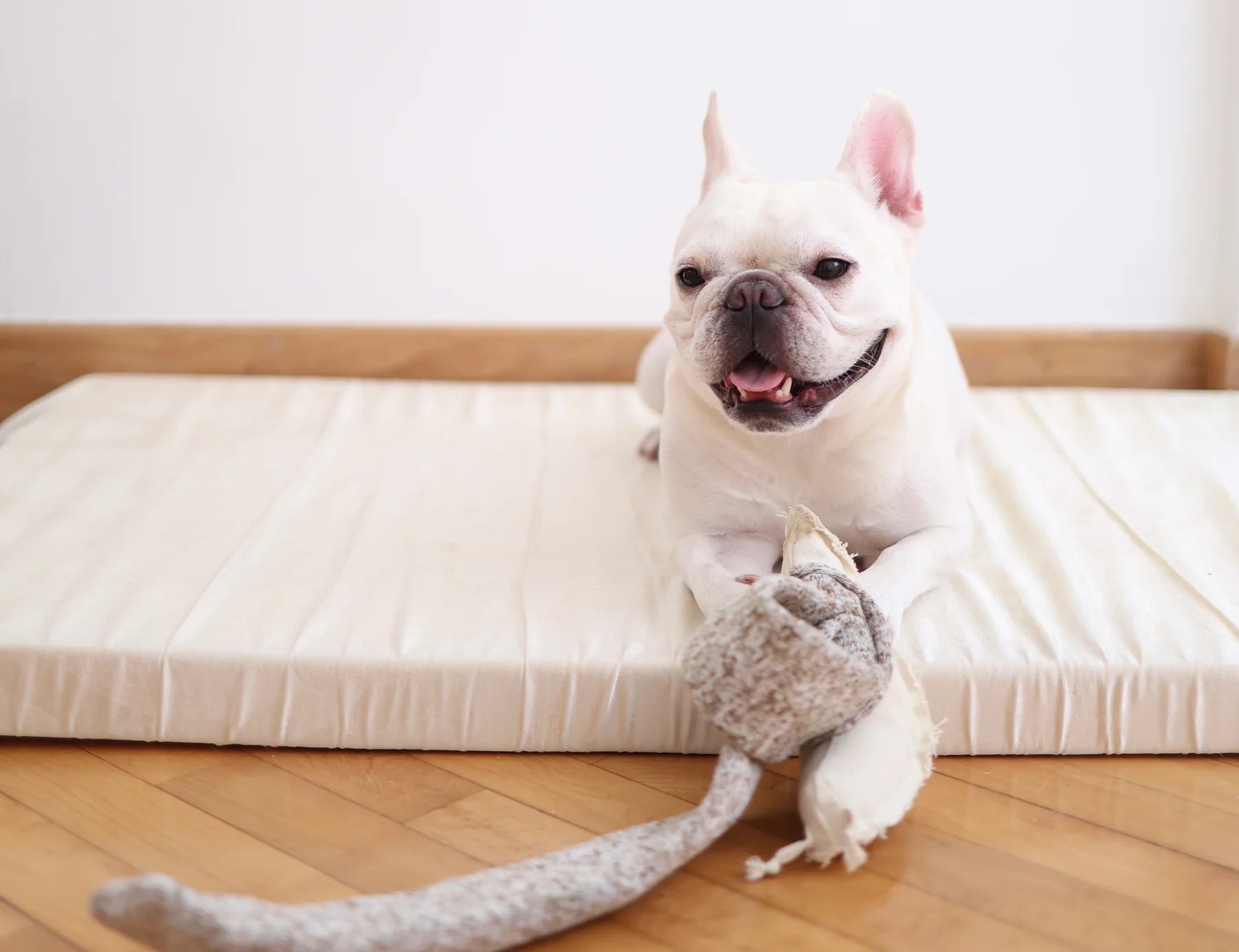 French bulldog on a mattress with the Lambwolf Collective Snail Snuffle Dog Toy
