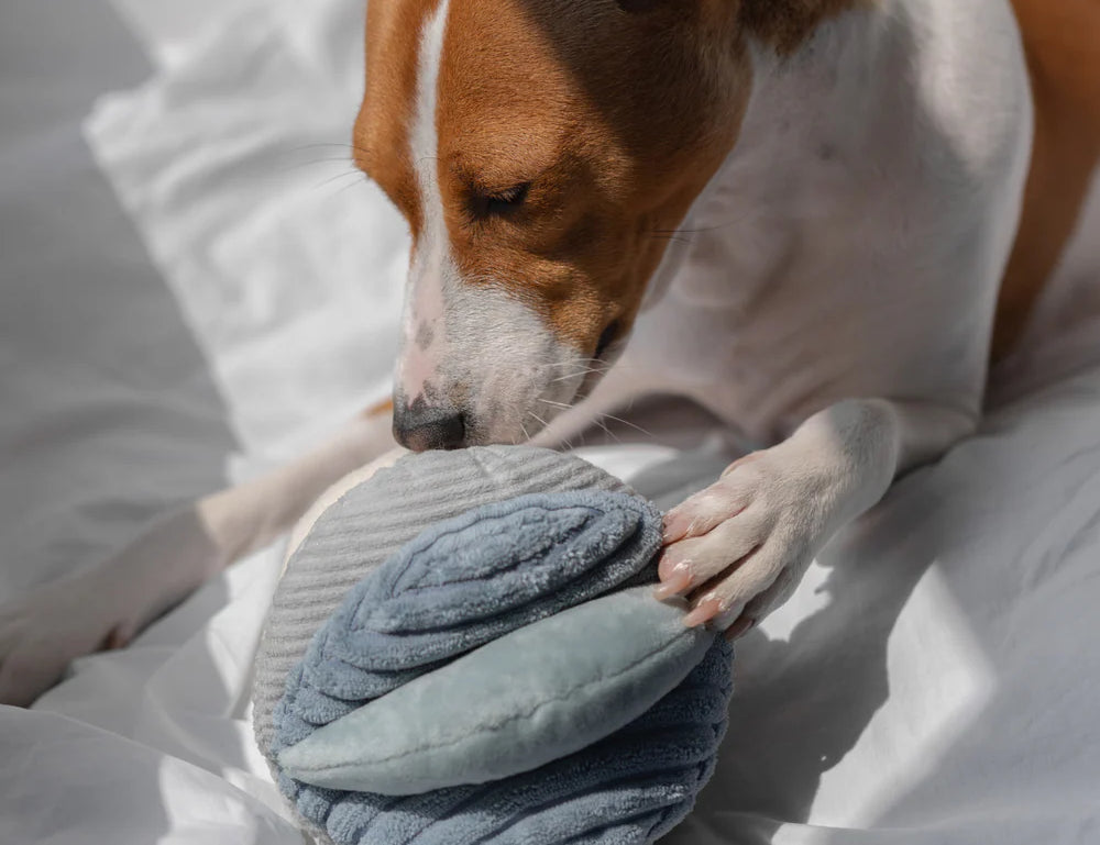 Brown and white dog sniffing the Lambwolf Collective Toto Enrichment Dog Toy in Marine on a bed