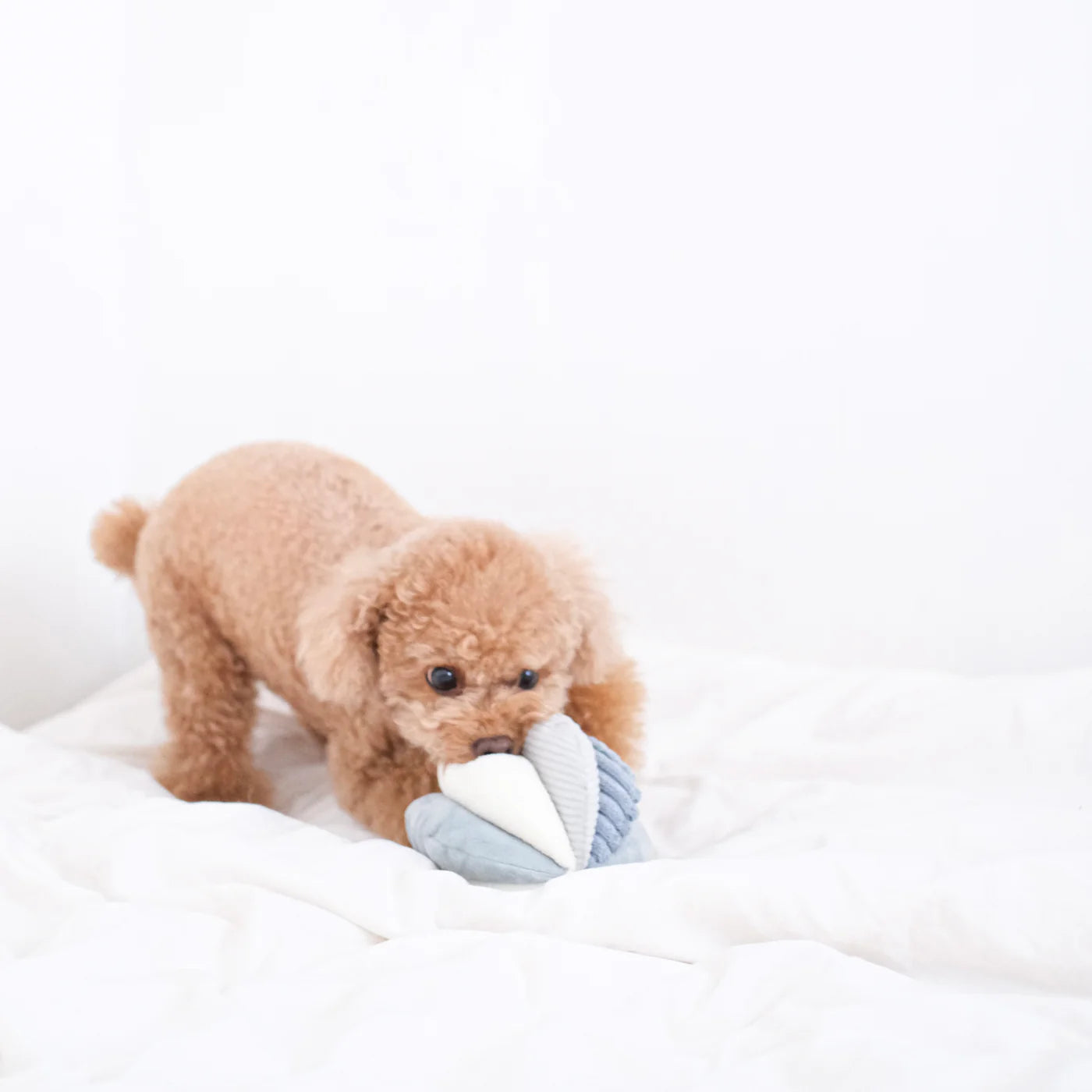 Small apricot poodle biting the Lambwolf Collective Toto Enrichment Dog Toy in Marine