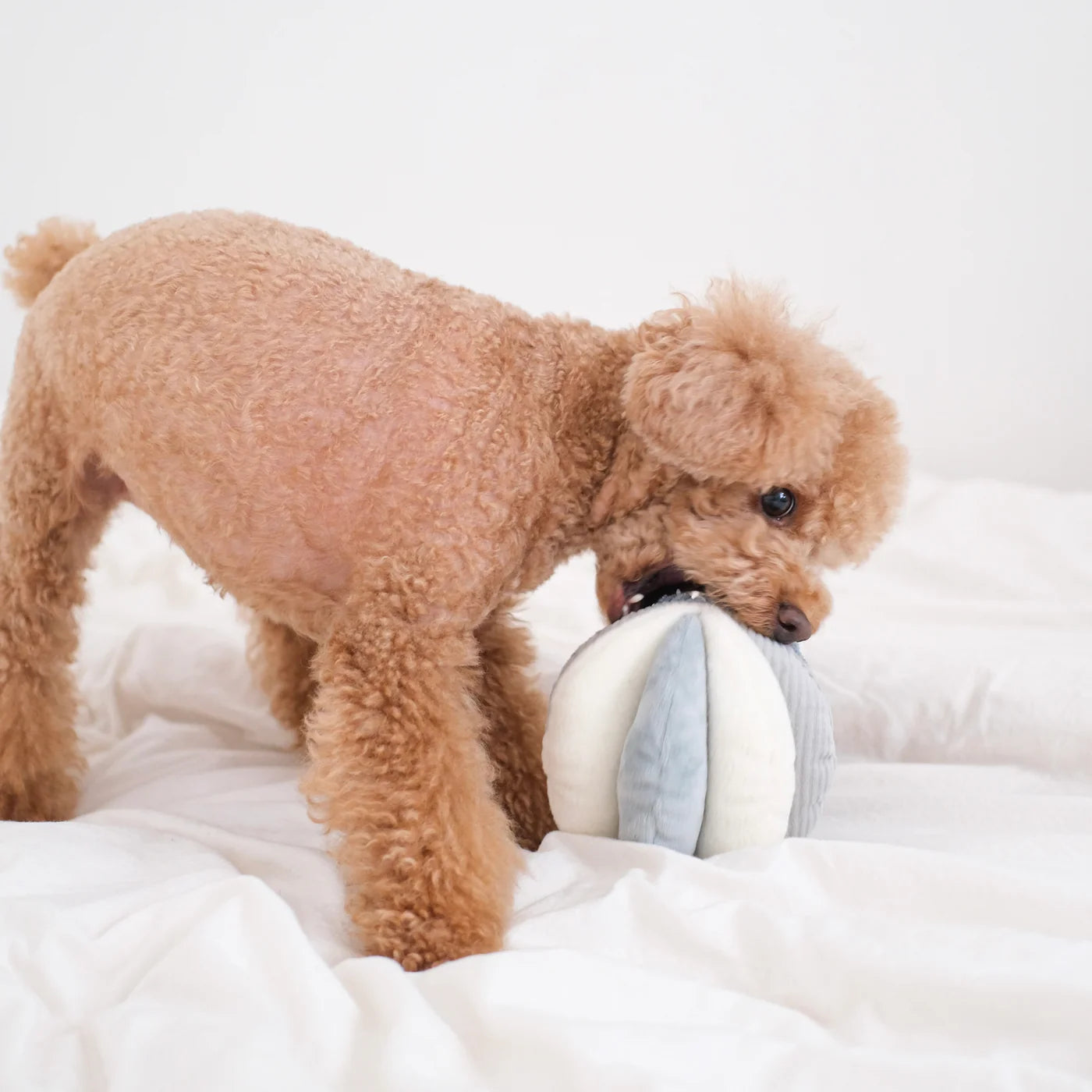 Apricot poodle carrying the Lambwolf Collective Toto Enrichment Dog Toy in Marine on a bed