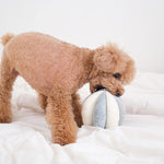 Apricot poodle carrying the Lambwolf Collective Toto Enrichment Dog Toy in Marine on a bed