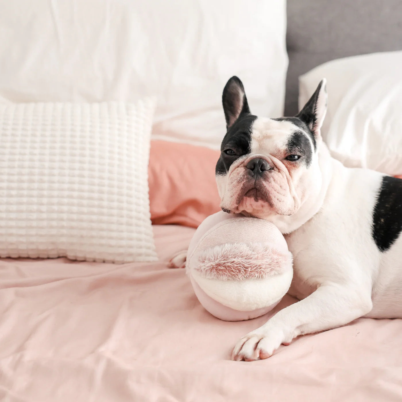 French bulldog lying on a bed with the Lambwolf Collective Toto Enrichment Dog Toy in Pink