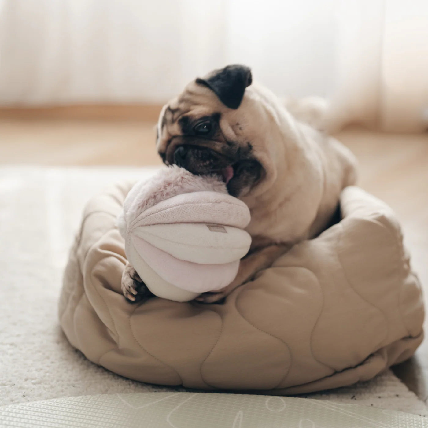 Pug in a dog bed chewing the Lambwolf Collective Toto Enrichment Dog Toy in Pink