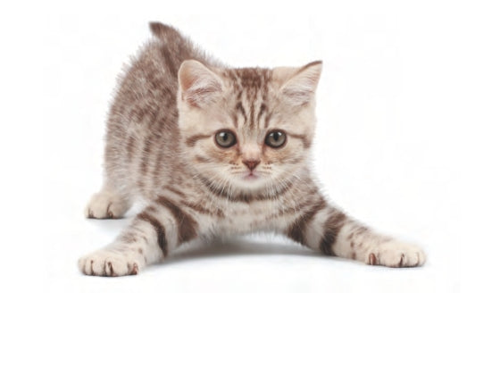 Men & Cats book page with a black and white photo of a tabby kitten