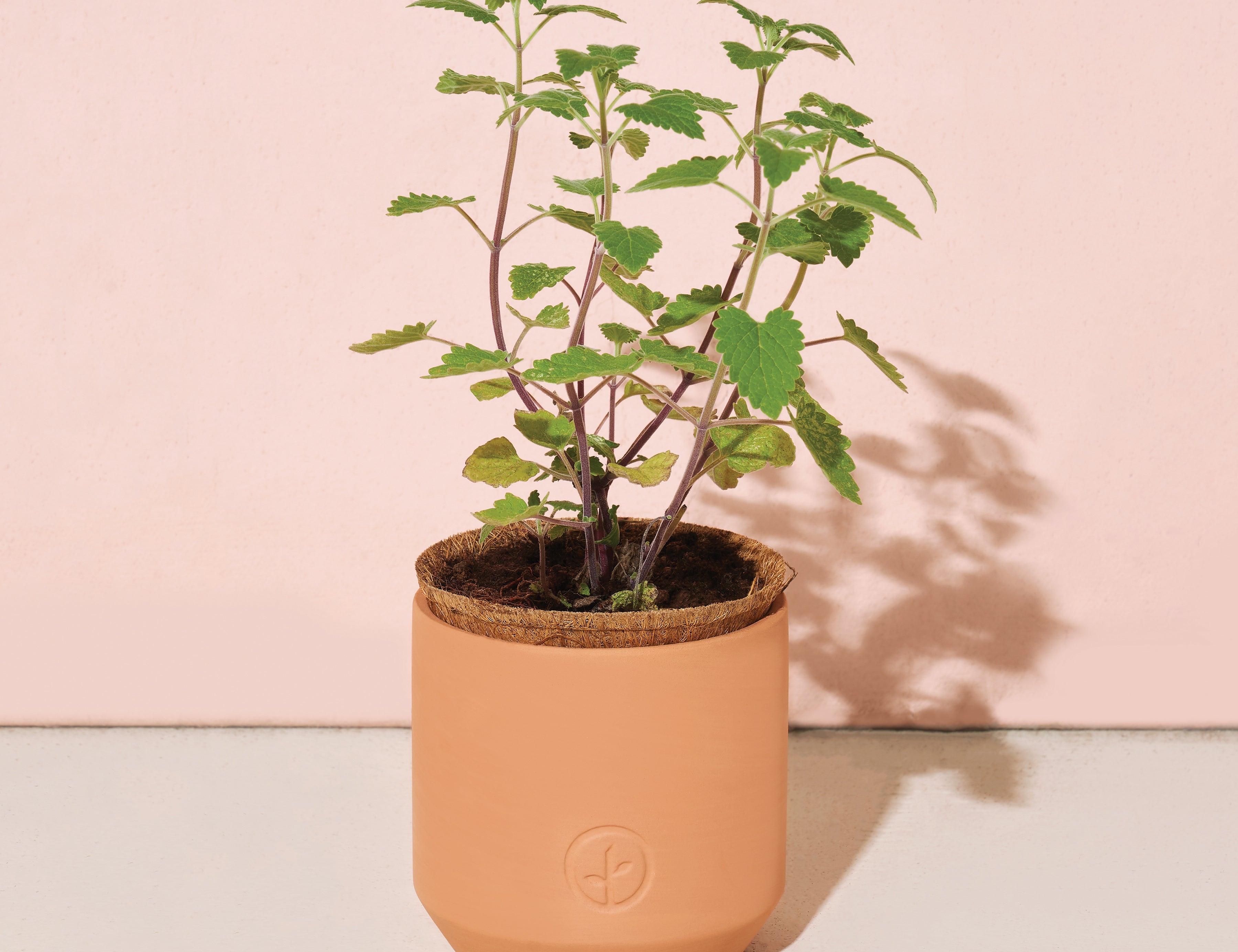 Modern Sprout Curious Catnip kit fully grown, a leafy catnip plant in a terracotta pot