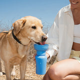 Yellow lab drinking from the Springer 20 oz Dog Travel Water Bottle in Blueberry at the beach