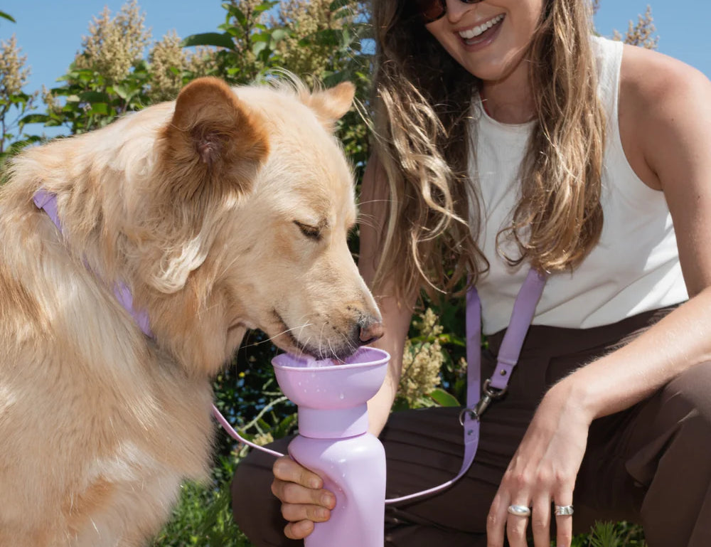 Golden retriever drinking from the Springer 20 oz Dog Travel Water Bottle in Lilac held by a smiling woman