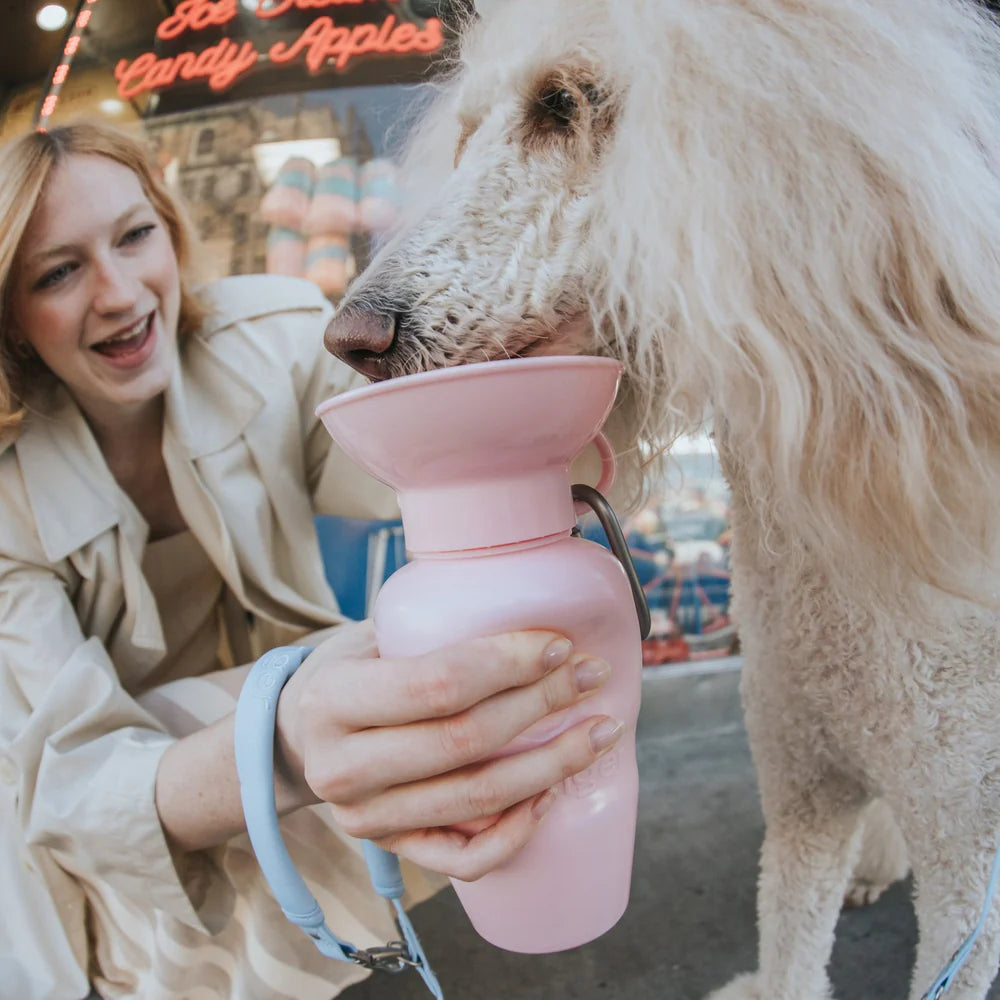 Fluffy dog drinking from the Springer 22 oz Classic Travel Bottle in Cotton Candy pink held by its owner