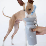 Italian greyhound drinking from the Springer 22 oz Classic Travel Bottle in Grey