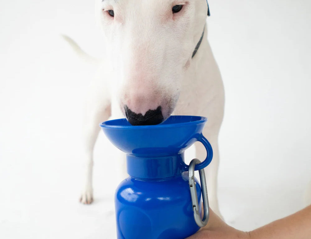 White bull terrier drinking from the Springer 22 oz Classic Travel Bottle in Indigo