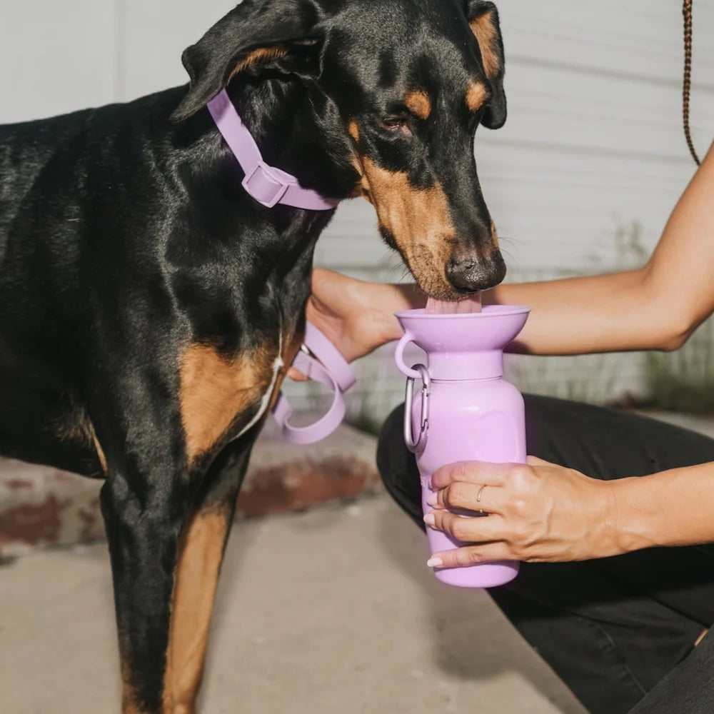 Doberman drinking from the Springer 22 oz Classic Travel Bottle in Lilac on a city sidewalk