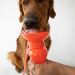 Brown dog drinking from the Springer 22 oz Classic Travel Bottle in Poppy red