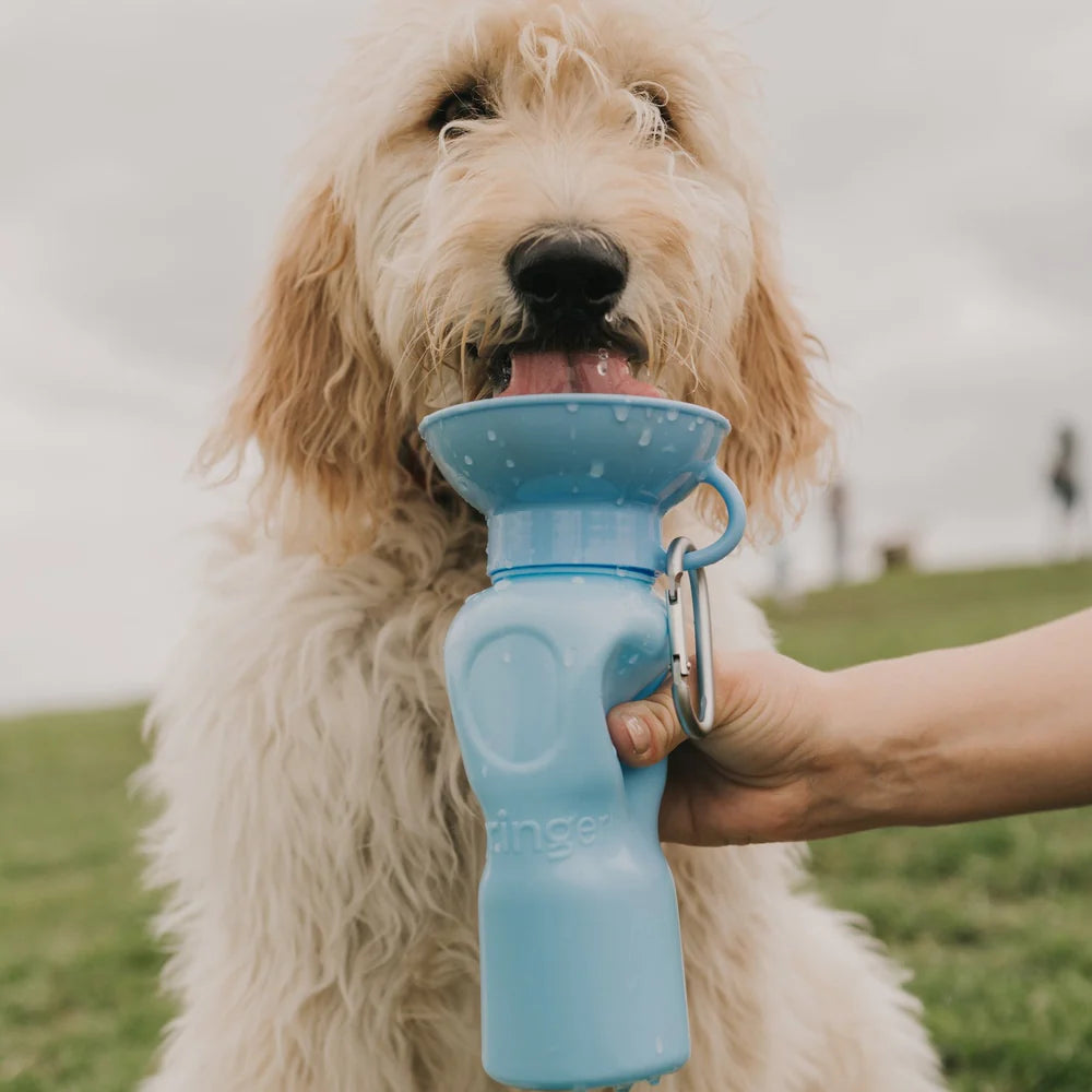 Goldendoodle drinking from the Springer 22 oz Classic Travel Bottle in Sky Blue outdoors