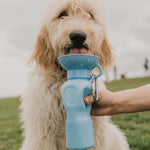 Goldendoodle drinking from the Springer 22 oz Classic Travel Bottle in Sky Blue outdoors