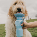 Goldendoodle drinking from the Springer 22 oz Classic Travel Bottle in Sky Blue outdoors