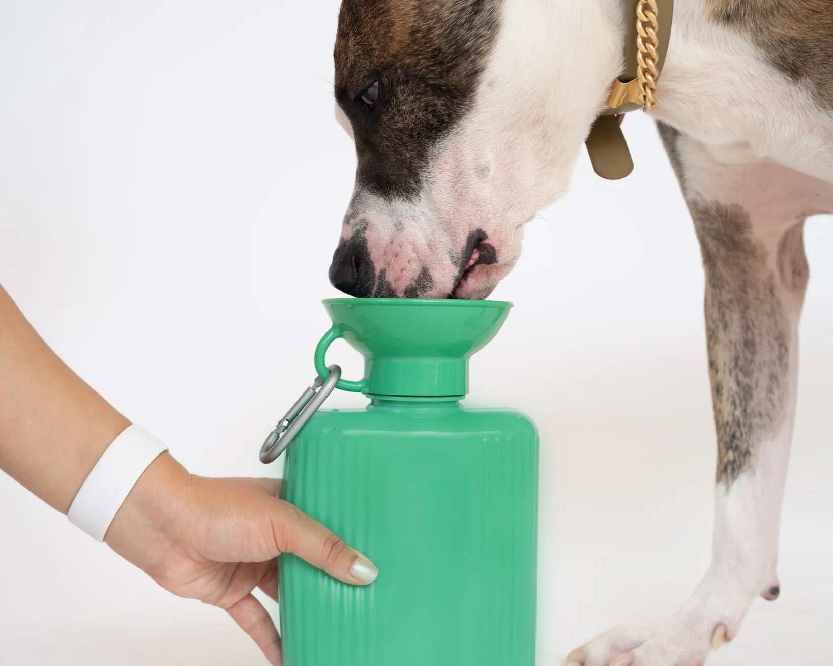 Dog drinking from the Springer Growler 44 oz Dog Travel Water Bottle in Green held by its owner