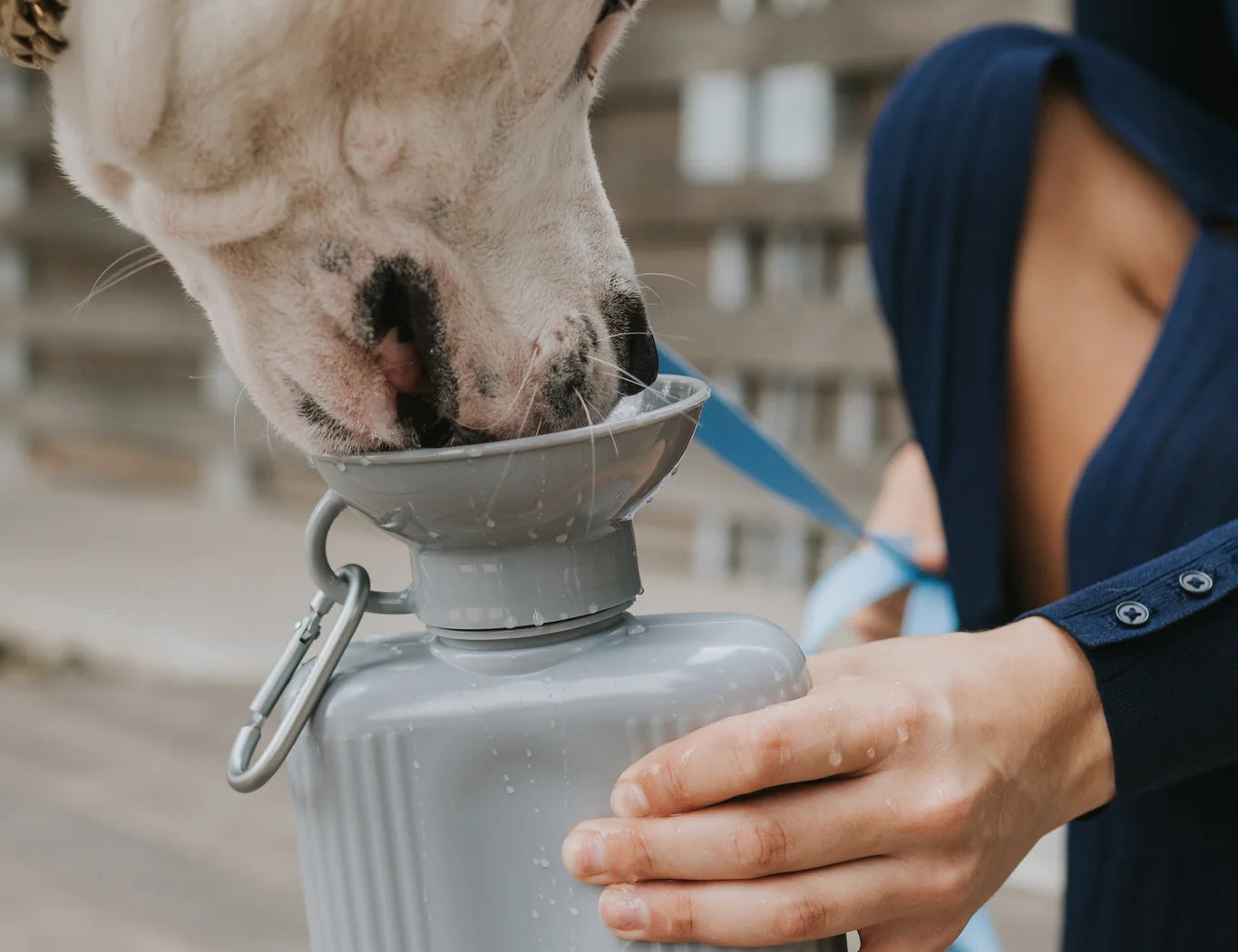 White dog drinking from the Springer Growler 44 oz Dog Travel Water Bottle in Grey held by its owner