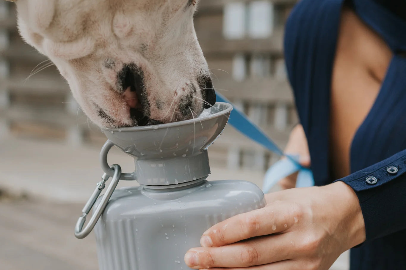 White dog drinking from the Springer Growler 44 oz Dog Travel Water Bottle in Grey held by its owner