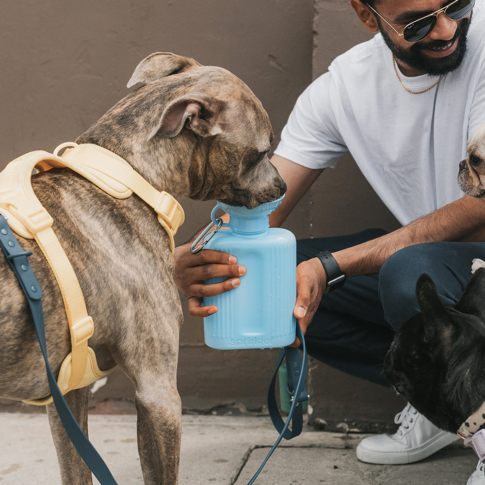 Brindle dog drinking from the Springer Growler 44 oz Dog Travel Water Bottle in Sky Blue on a city sidewalk